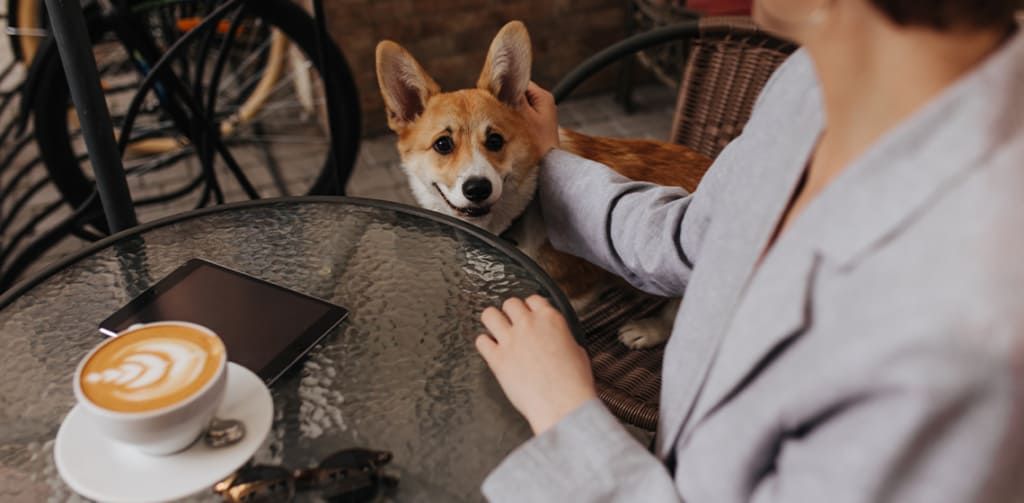 Dine & Wag: A Guide to Pet Friendly Restaurants Across the USA